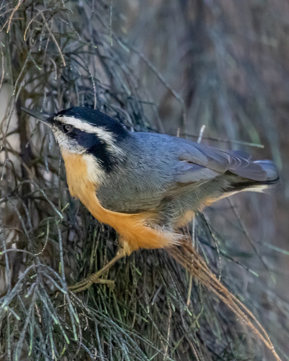 Red-breasted Nuthatch - ML609780551