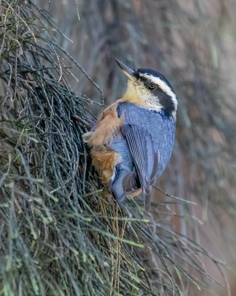 Red-breasted Nuthatch - ML609780553