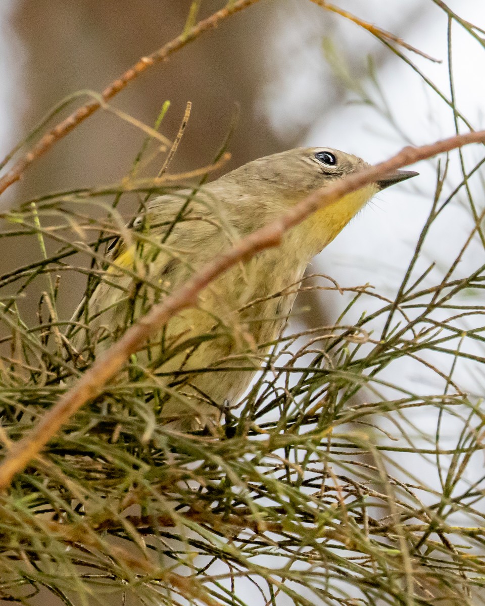 Yellow-rumped Warbler (Audubon's) - ML609780557