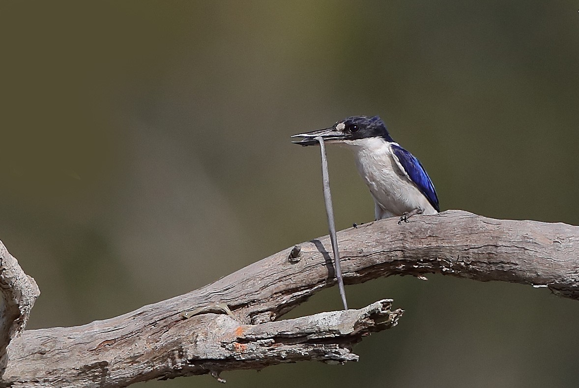 Forest Kingfisher - ML609780903
