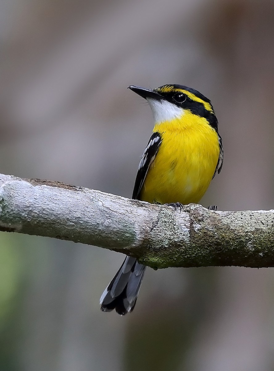 Yellow-breasted Boatbill - ML609780918