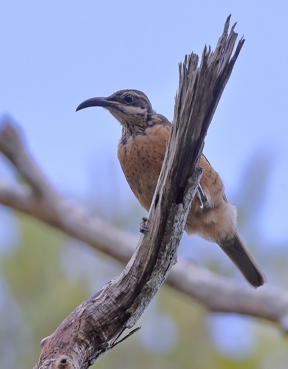 Victoria's Riflebird - sheau torng lim