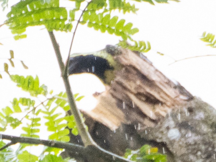 Yellow-spotted Barbet - ML609781198