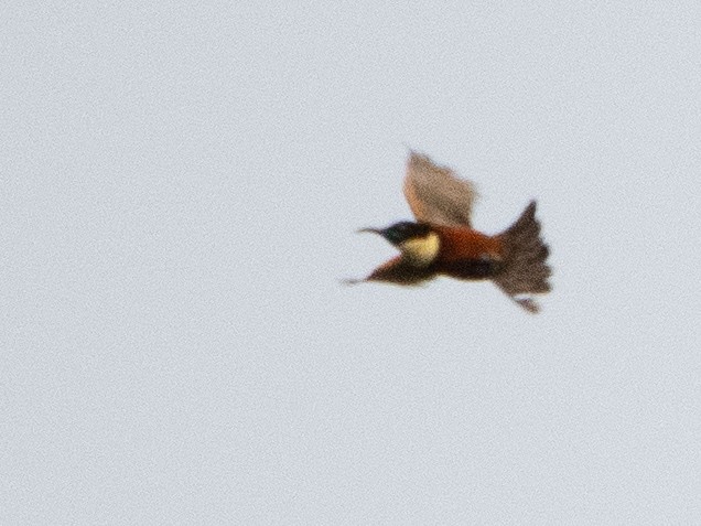 Buff-throated Sunbird - ML609781353