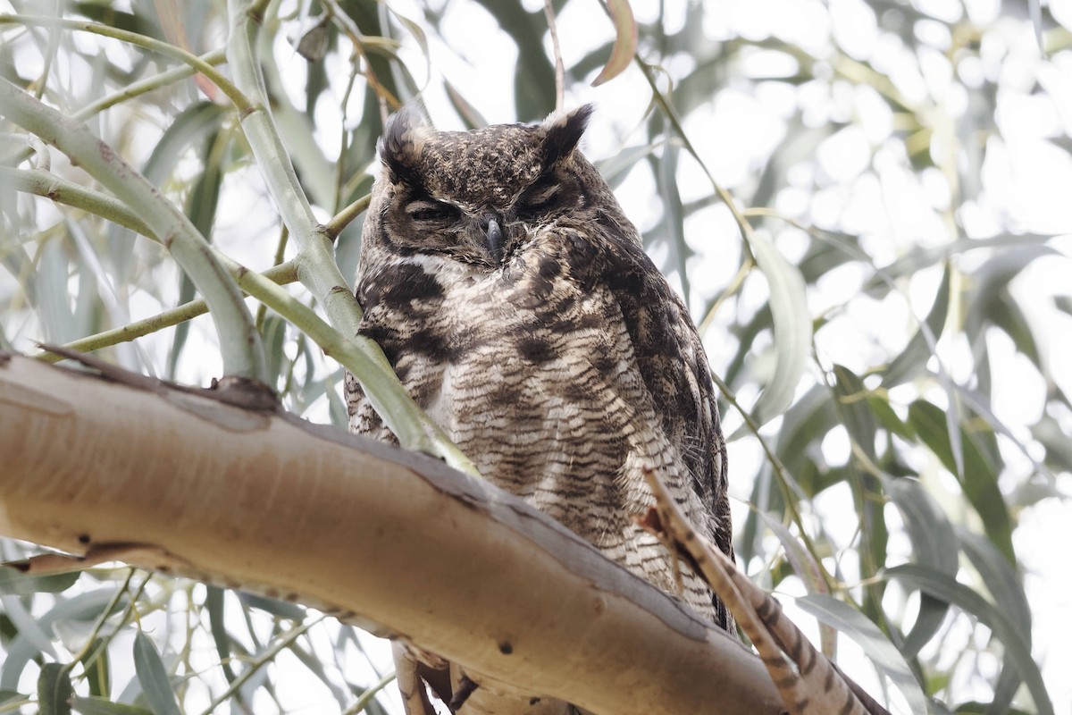 Lesser Horned Owl - ML609781852