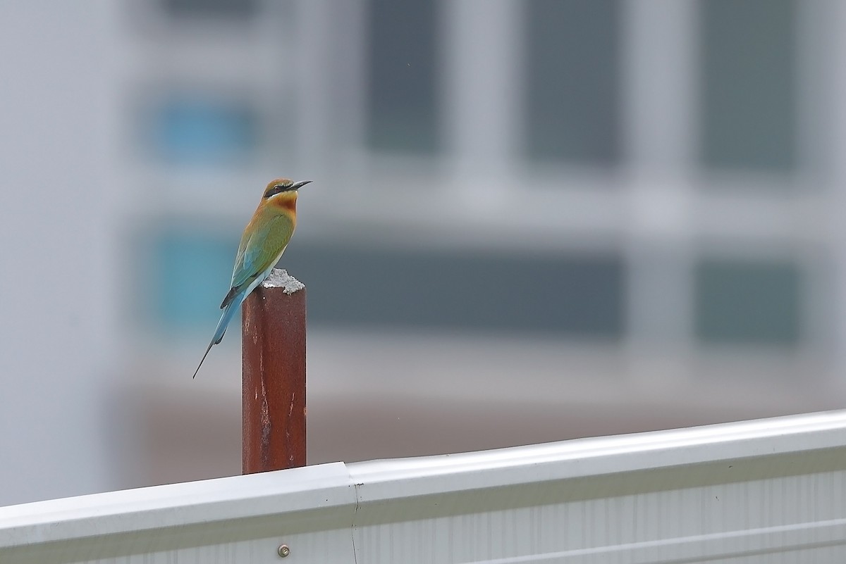 Blue-tailed Bee-eater - ML609781860