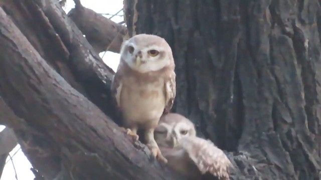Spotted Owlet - ML609781899