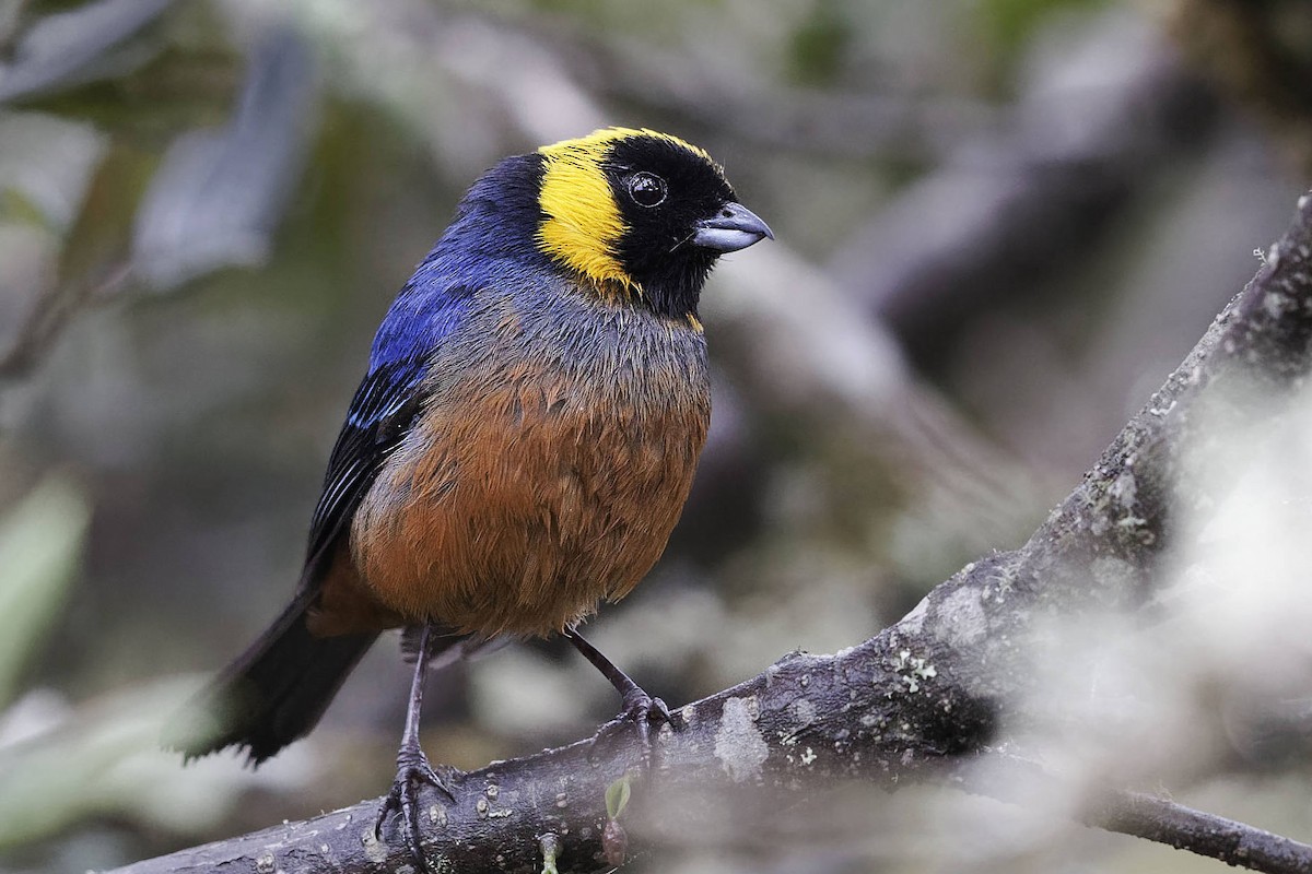 Golden-collared Tanager - ML609781945