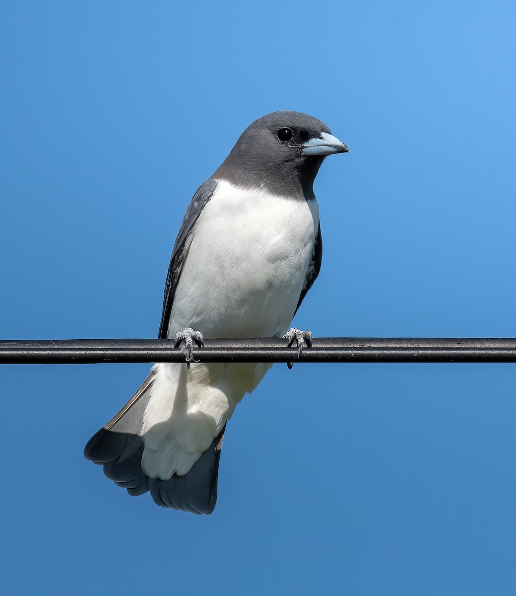 White-breasted Woodswallow - Martin Anderson