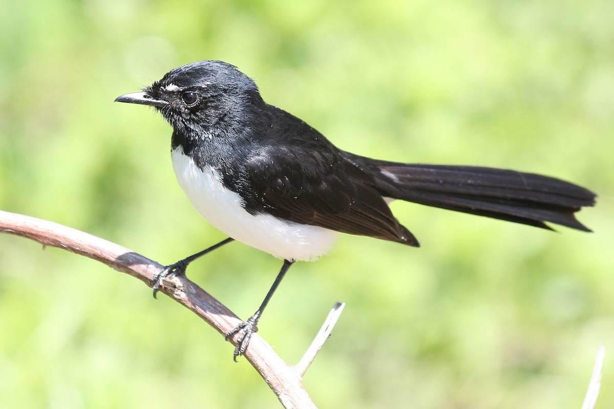 Willie-wagtail - ML609782086
