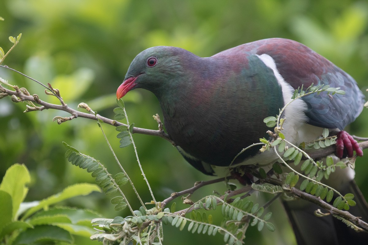 New Zealand Pigeon - ML609782230