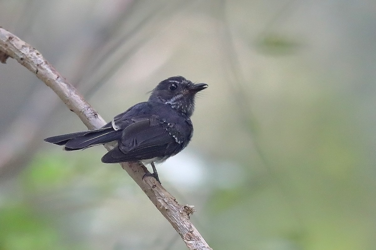Spotted Fantail - ML609782373