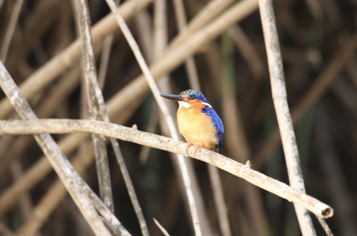 Malagasy Kingfisher - ML609782502