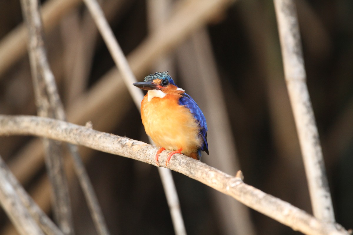 Malagasy Kingfisher - ML609782503