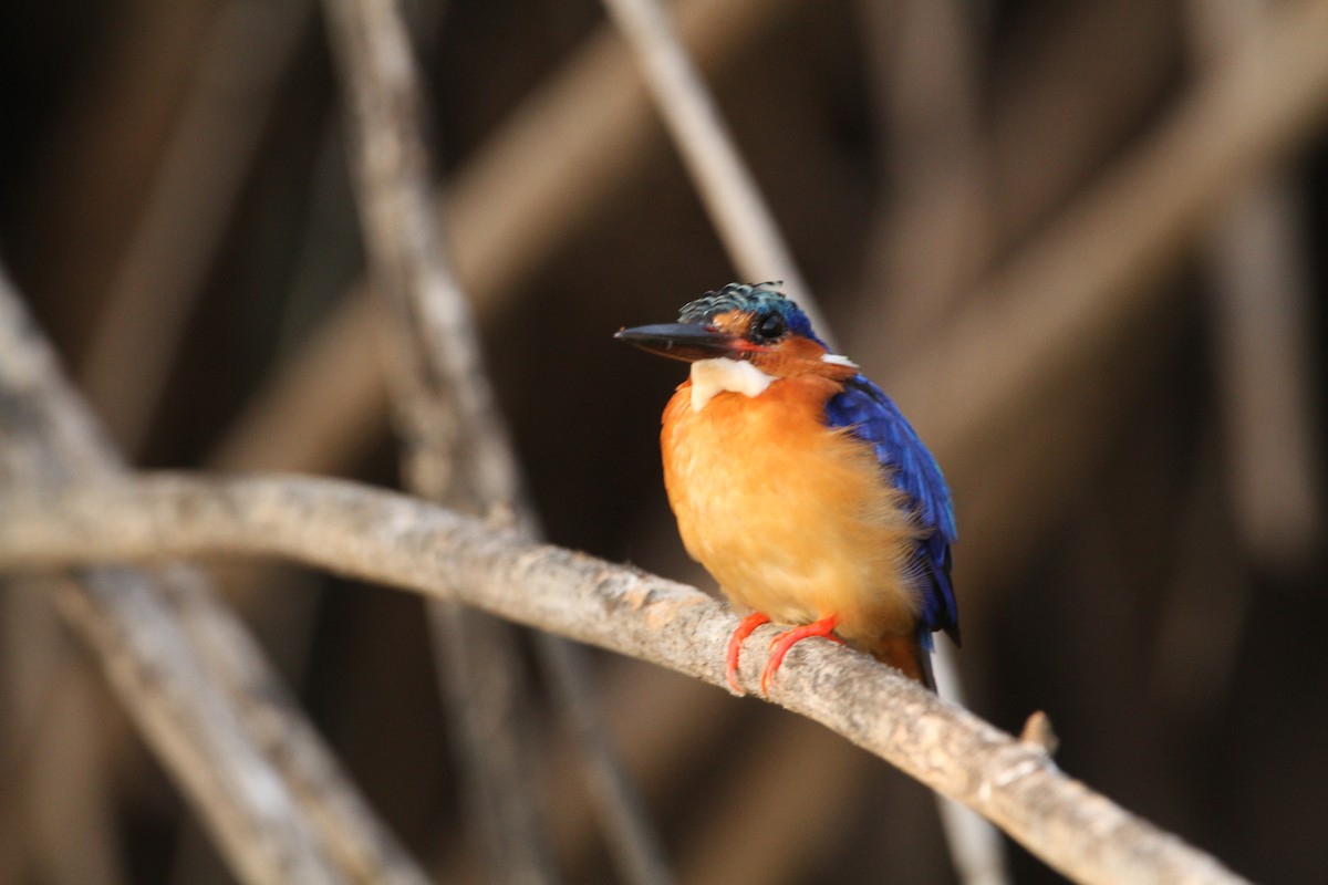 Malagasy Kingfisher - ML609782504