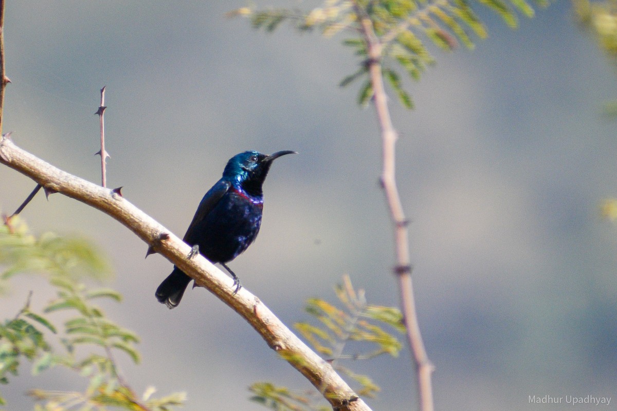 Purple Sunbird - Madhur Upadhyay