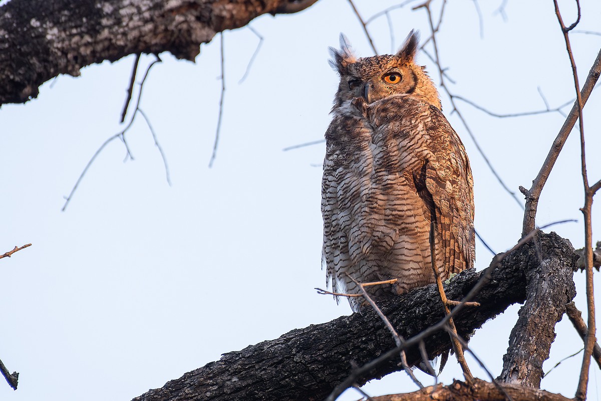 Great Horned Owl - ML609783160