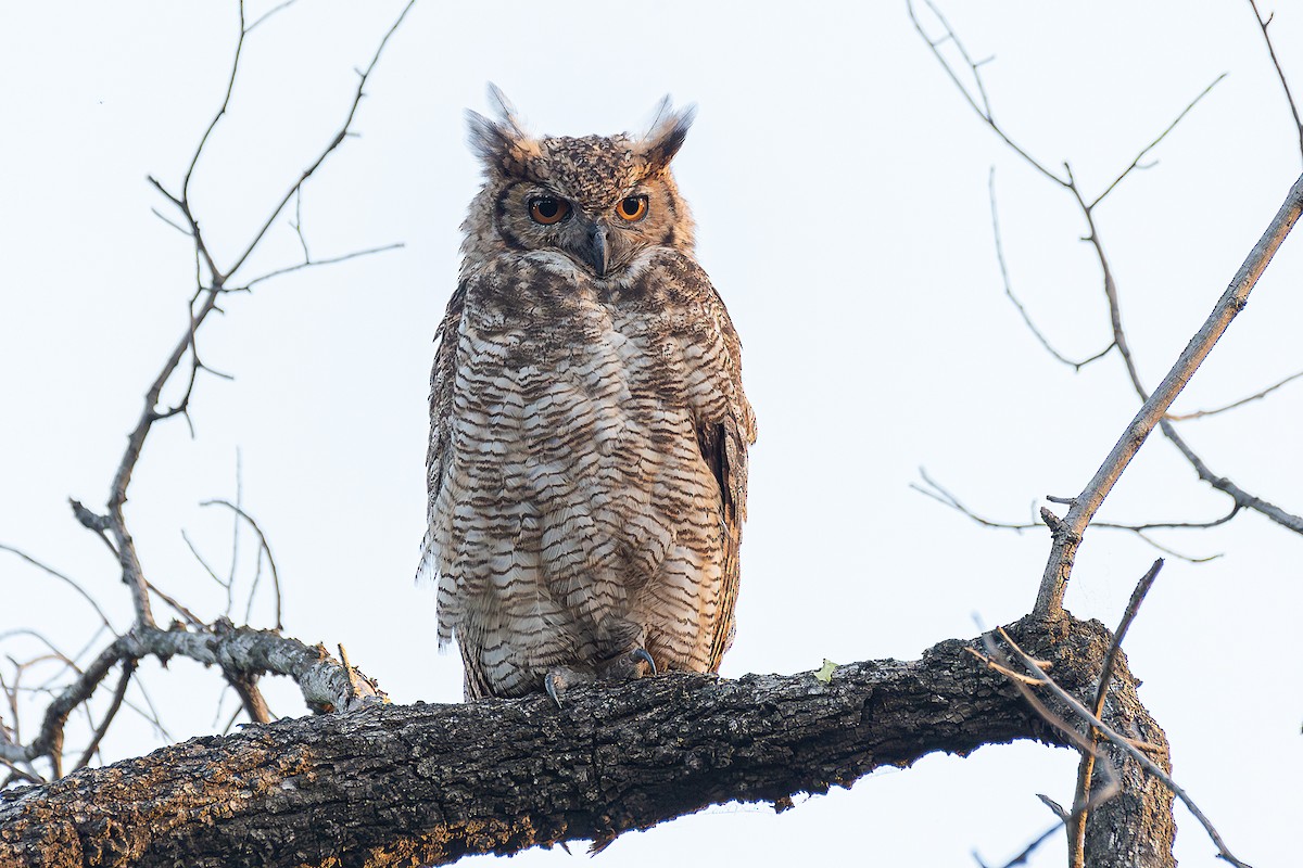 Great Horned Owl - ML609783161