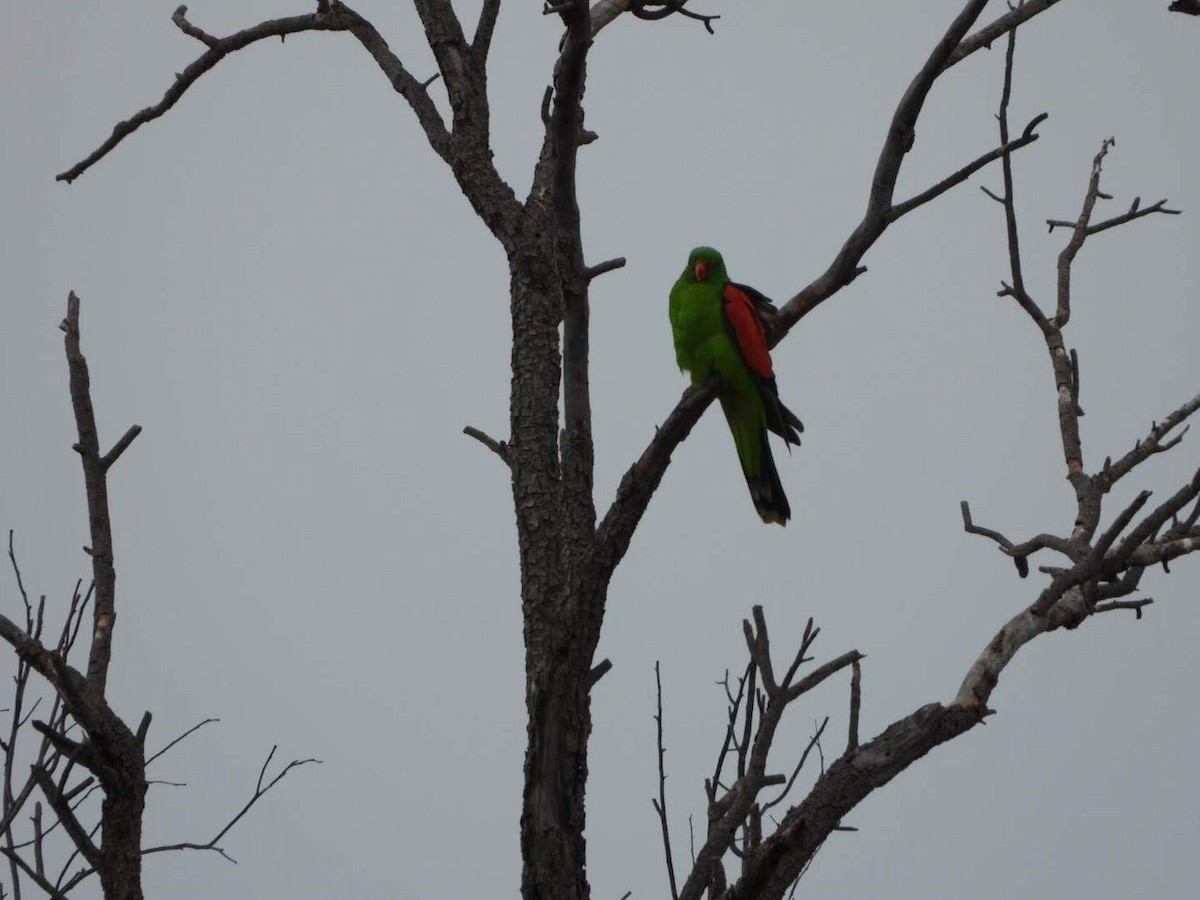 Папужець-червонокрил австралійський - ML609783353