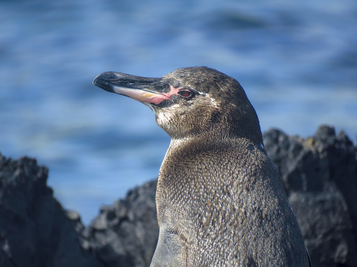 Galapagos Penguin - ML609783774
