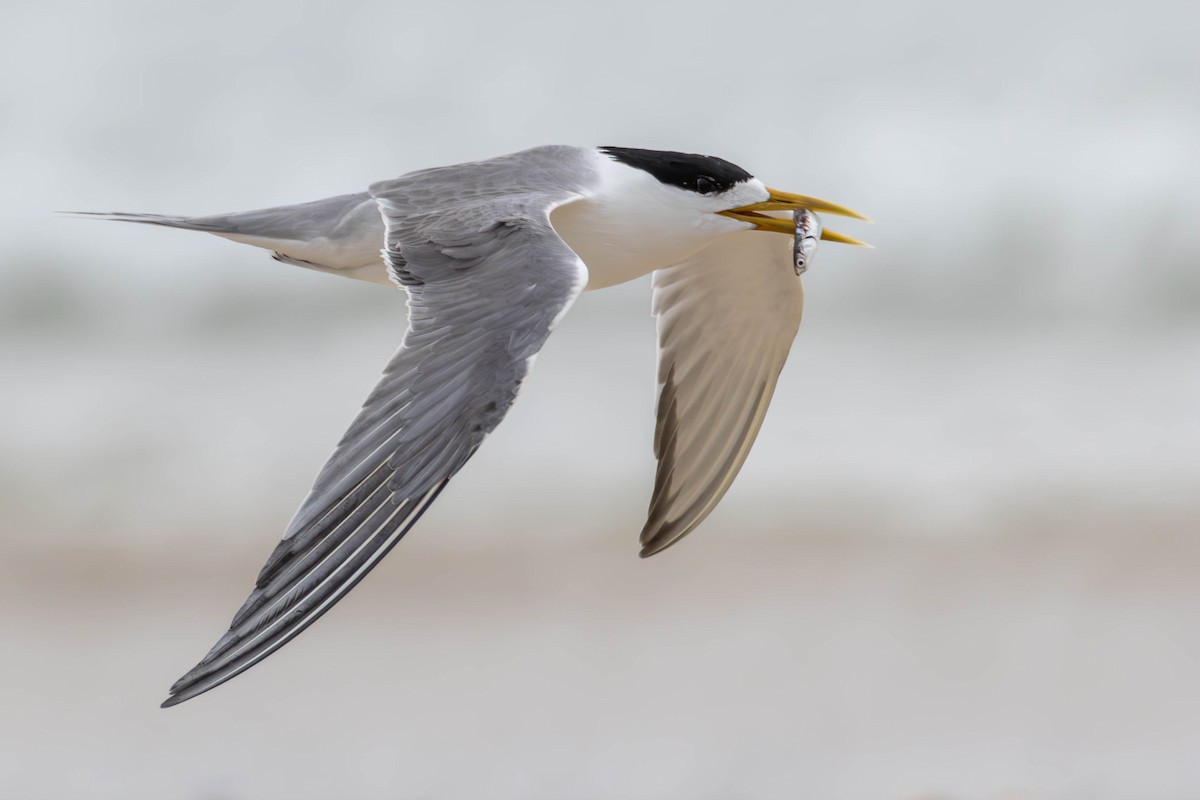Great Crested Tern - ML609784022