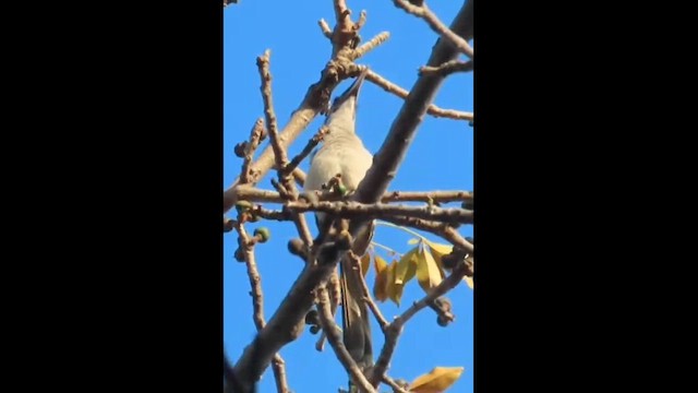 Indian Gray Hornbill - ML609784330