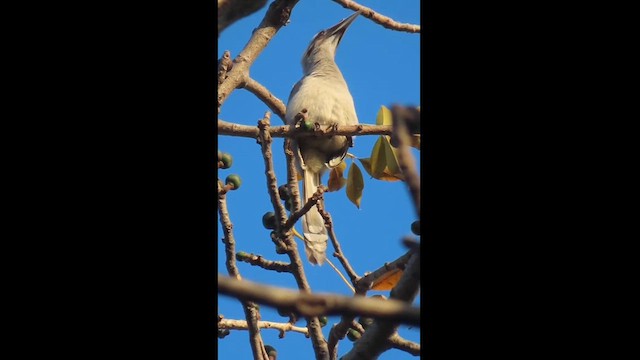 Indian Gray Hornbill - ML609784333