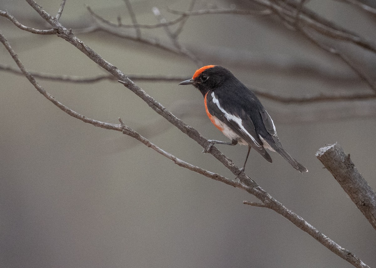 Red-capped Robin - ML609784500