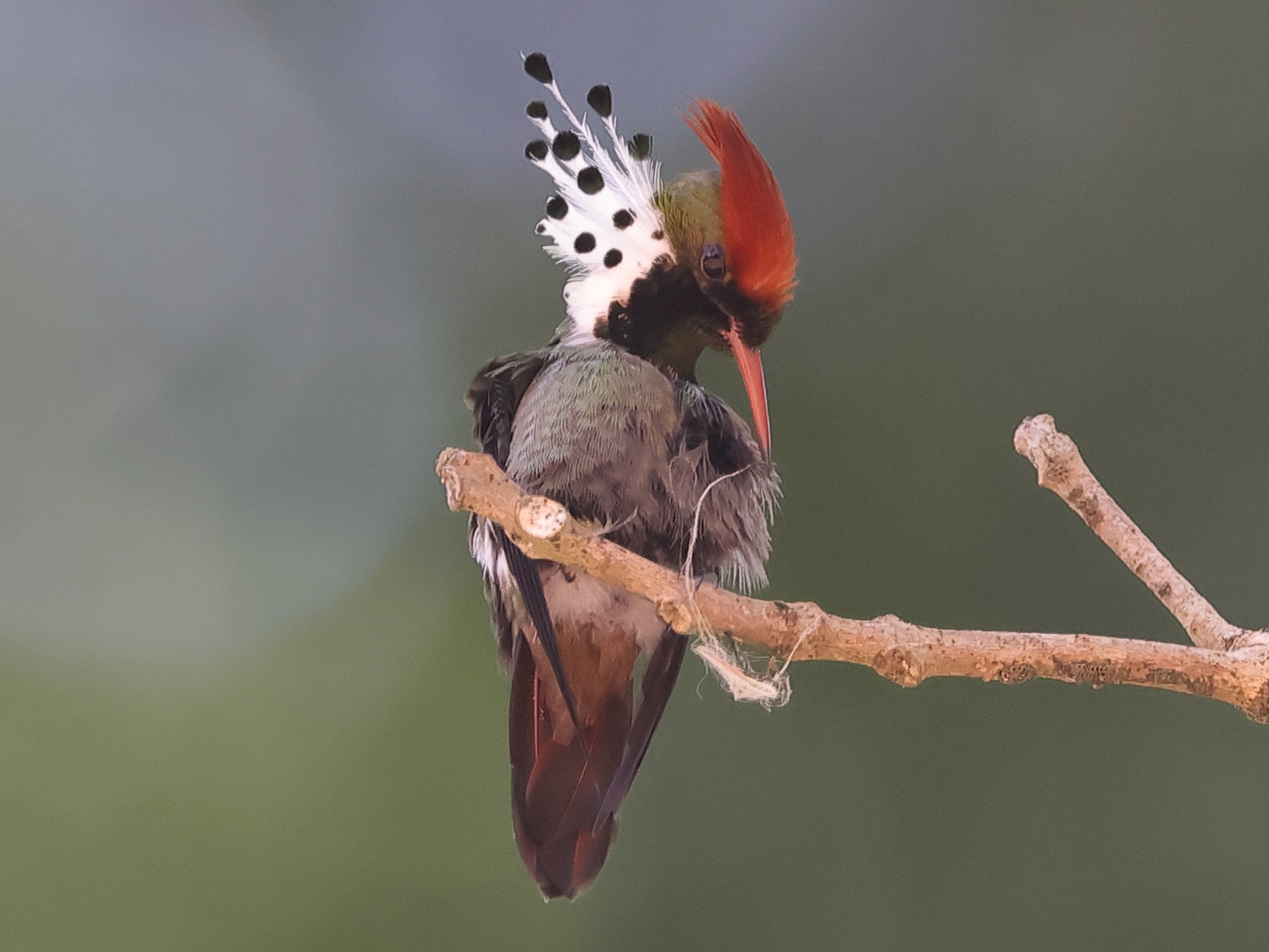 Dot-eared Coquette - Fabio Olmos