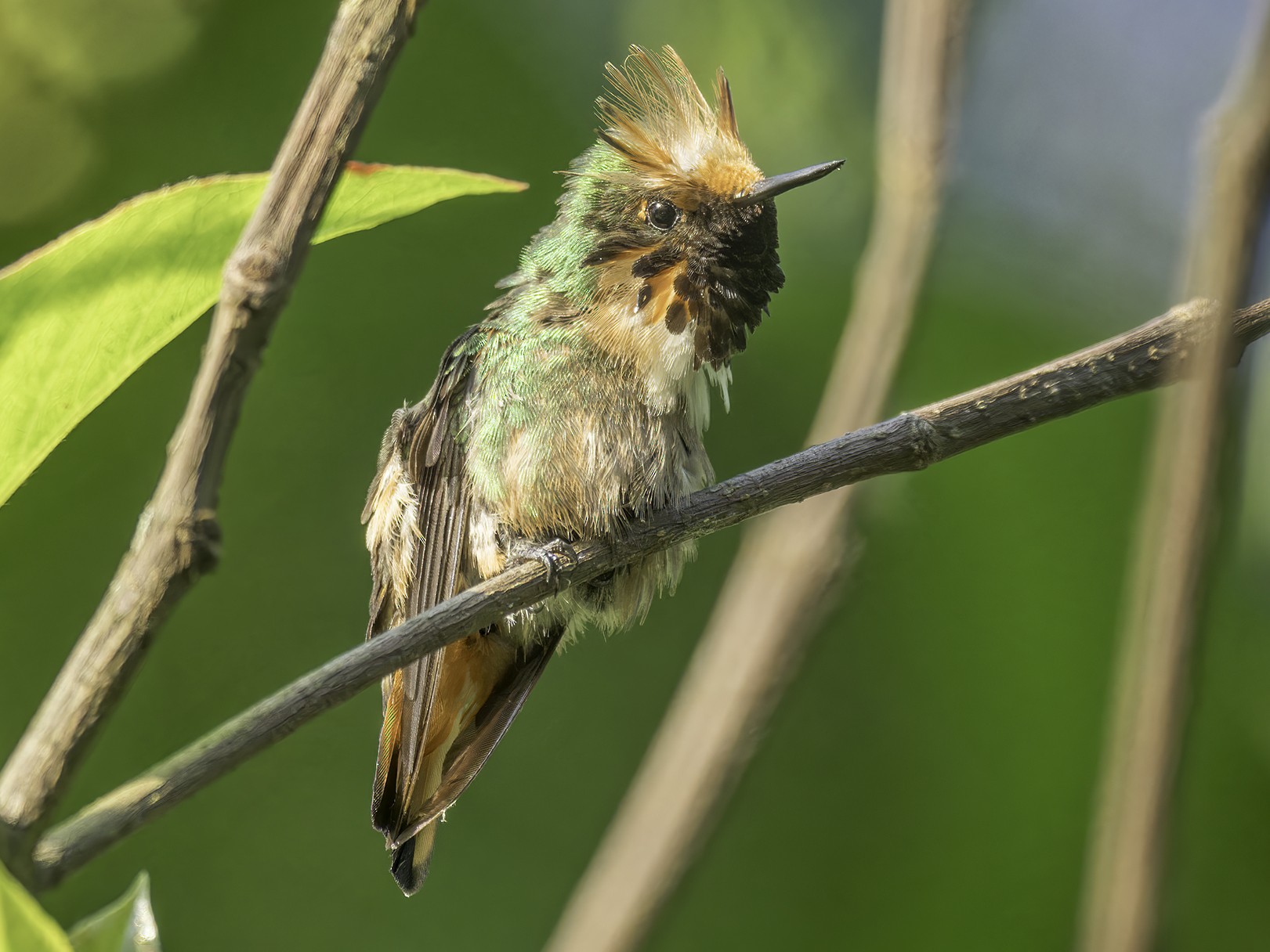 Short-crested Coquette - Anthony Lujan