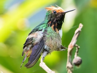  - Short-crested Coquette