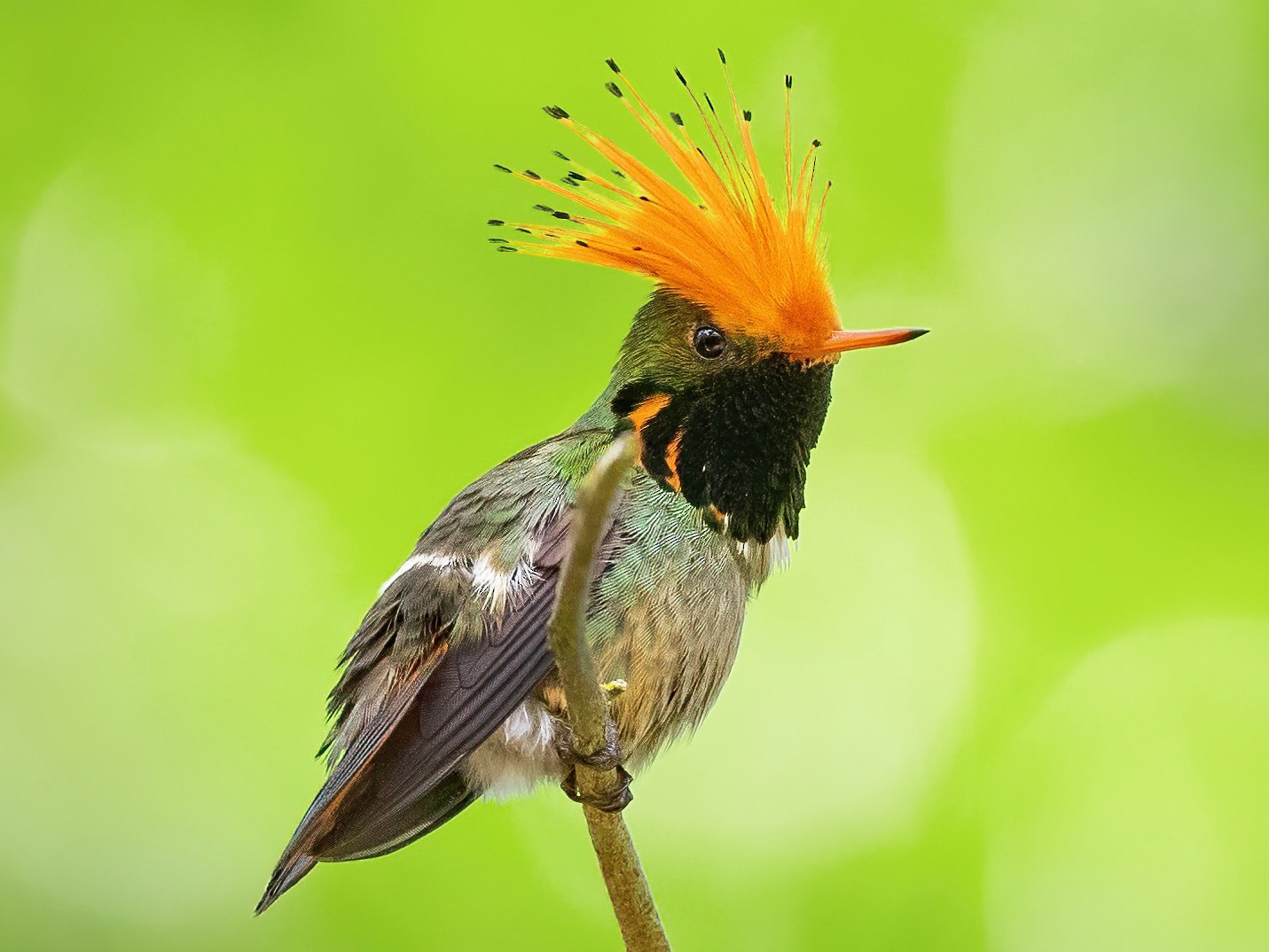 Rufous-crested Coquette - Thibaud Aronson