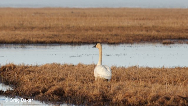 Tundra Swan (Whistling) - ML609784827