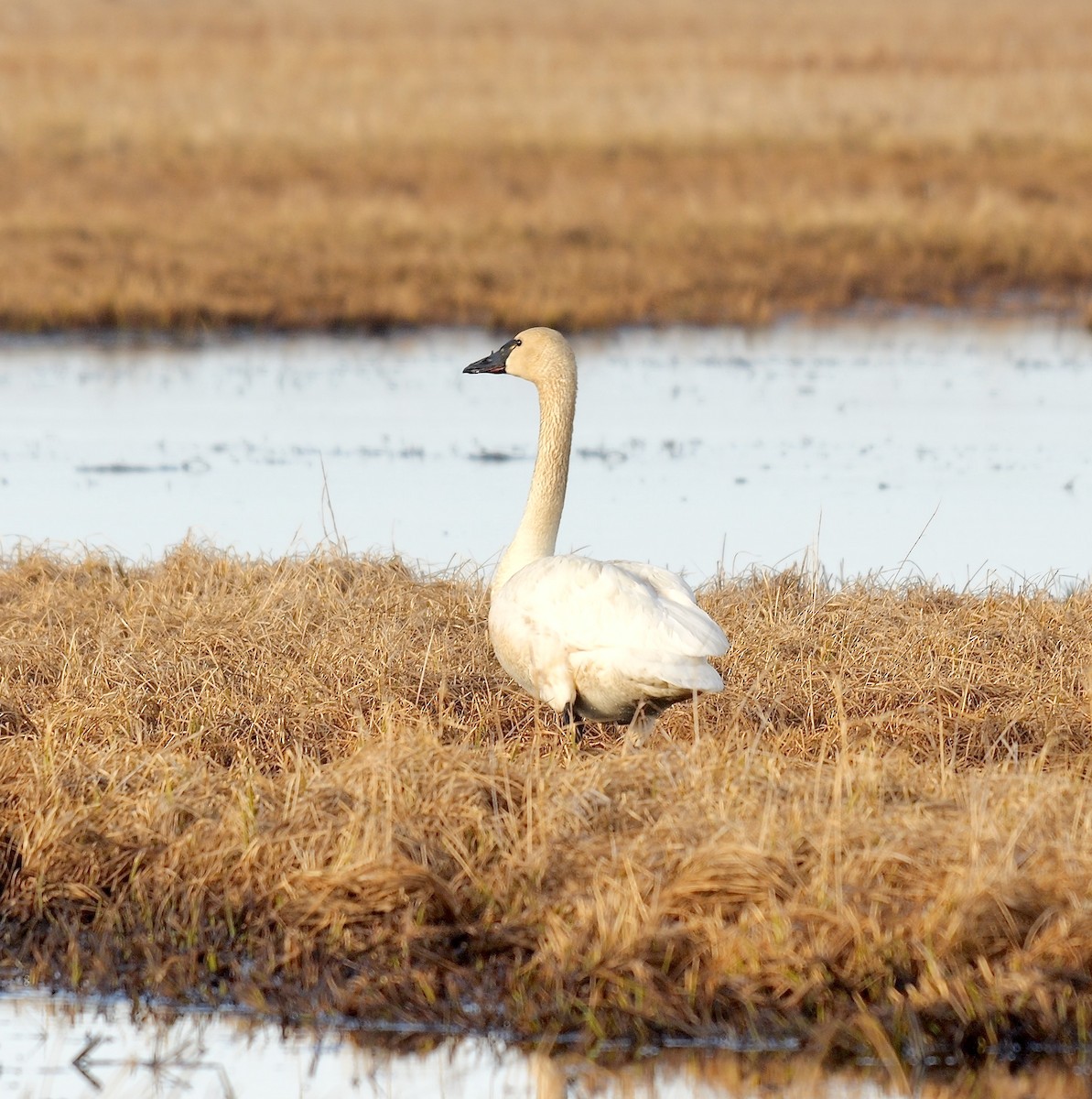 Tundra Swan (Whistling) - ML609784848