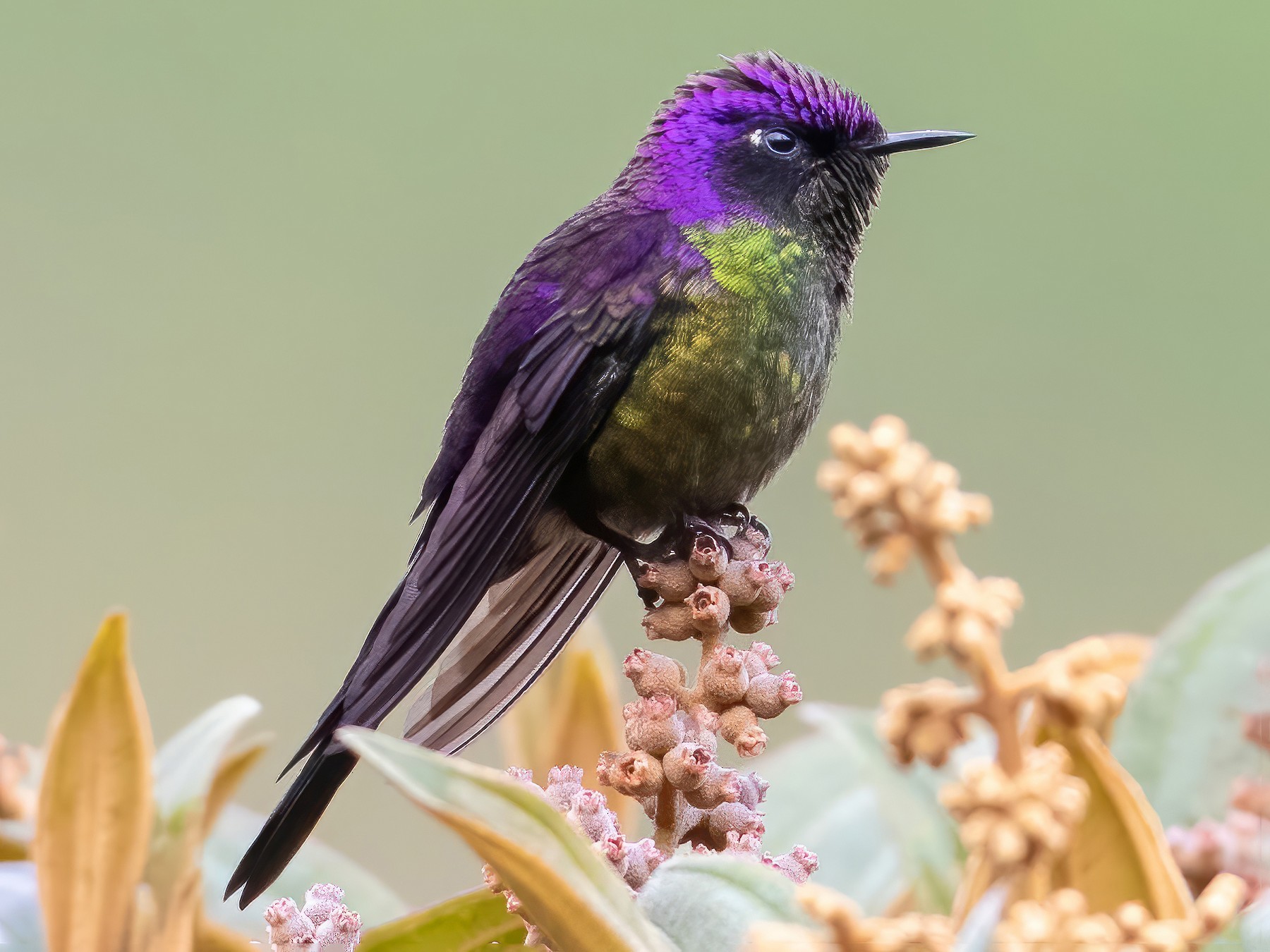 Purple-backed Thornbill - Andre Moncrieff