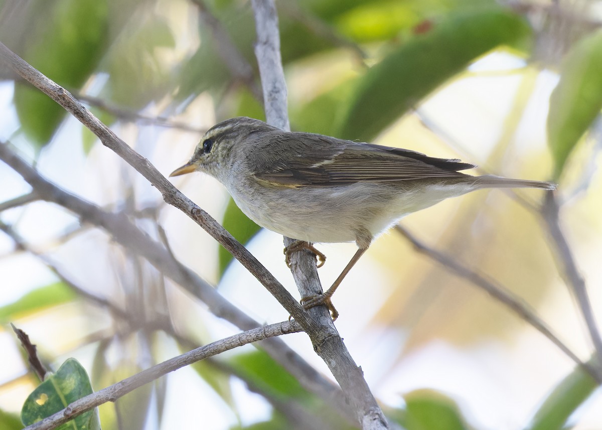 Two-barred Warbler - ML609784960