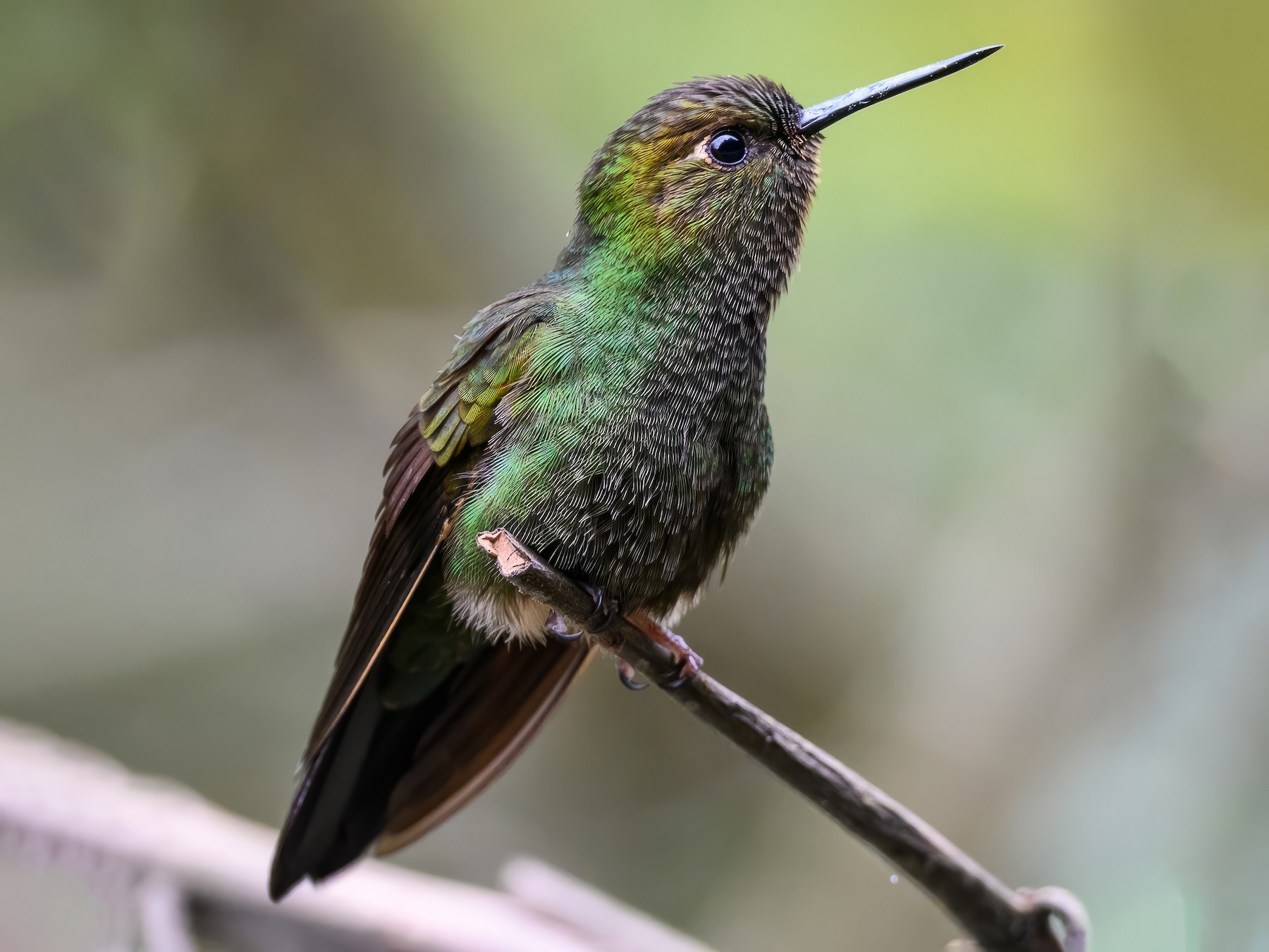 Buff-thighed Puffleg - eBird
