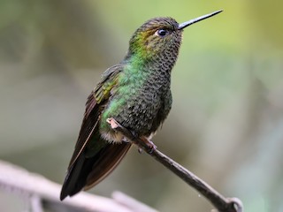  - Buff-thighed Puffleg