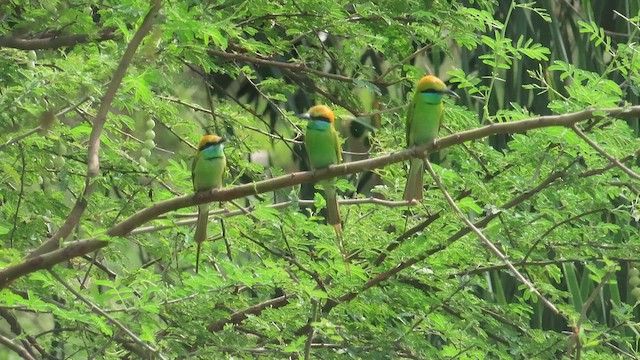 Asian Green Bee-eater - ML609785092