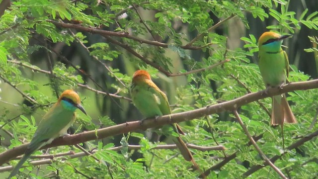 Asian Green Bee-eater - ML609785093