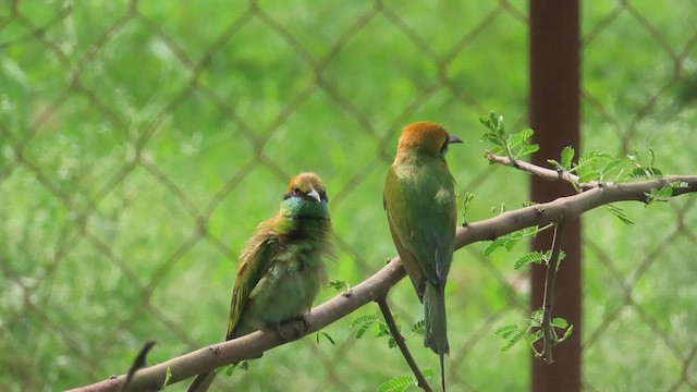 Asian Green Bee-eater - ML609785094