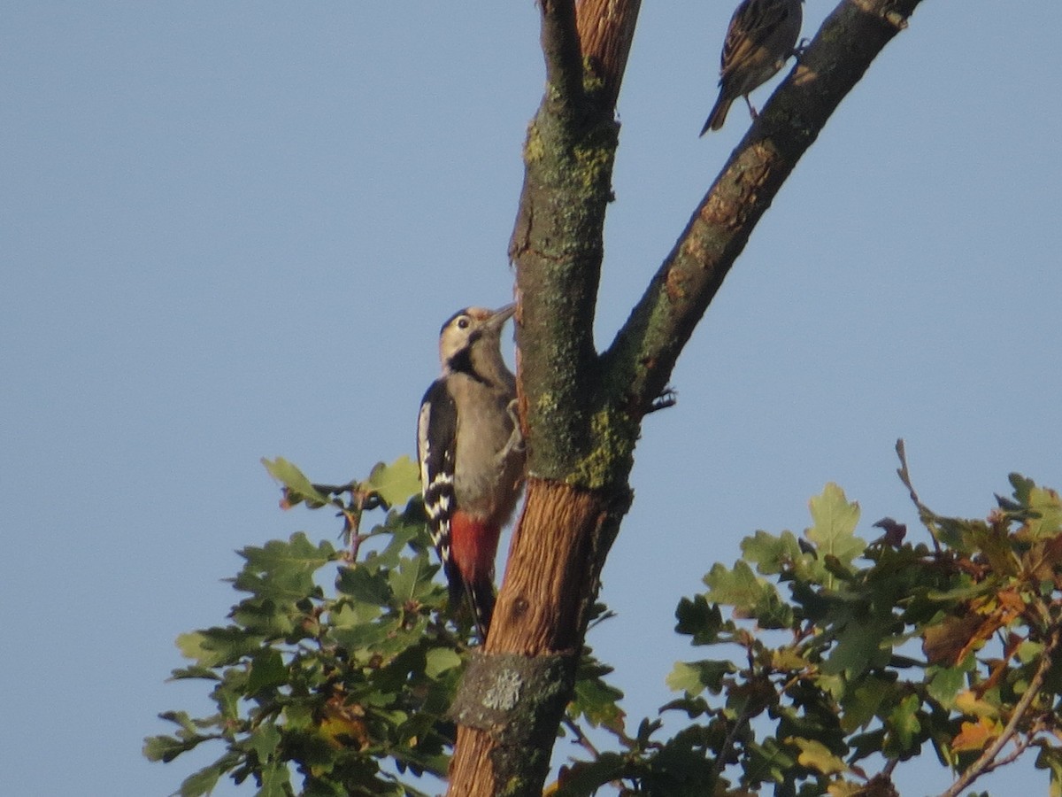 Syrian Woodpecker - ML609785114