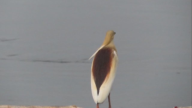 Indian Pond-Heron - ML609785334