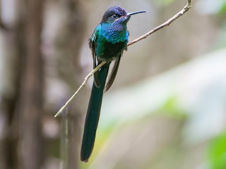  - Scissor-tailed Hummingbird