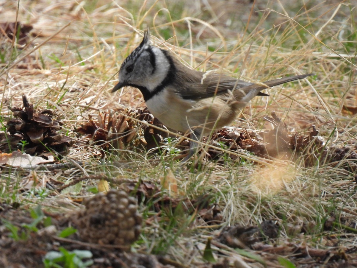Crested Tit - ML609785741