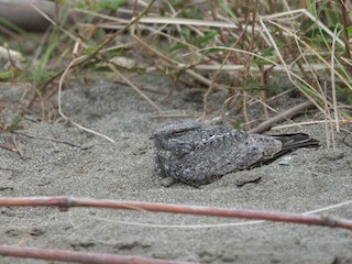  - Chirruping Nightjar