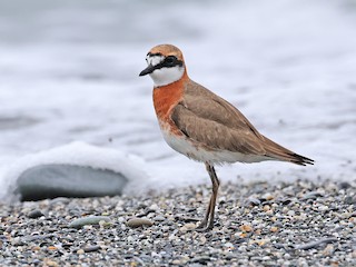  - Siberian/Tibetan Sand-Plover