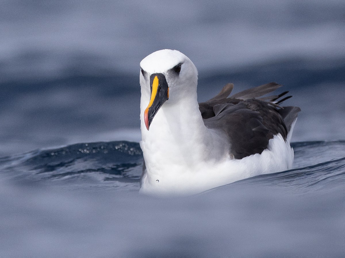 Atlantic Yellow-nosed Albatross - Thalassarche chlororhynchos - Birds ...