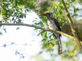  - Eastern Dwarf Hornbill