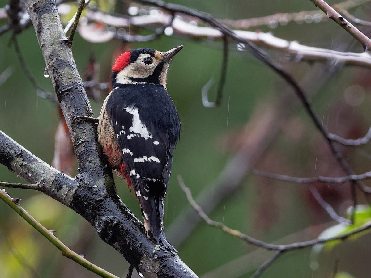 Necklaced Woodpecker - Dryobates pernyii - Birds of the World